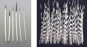 Left: Quills of the North American porcupine. Right: Quills of the African porcupine.