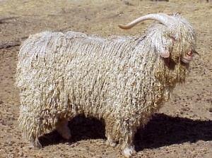 Angora goat.