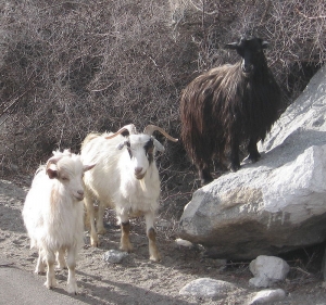 'Pashmina' goats in Ladakh, Northwest India.
