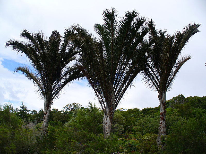 Raphia australis tree. Kirstenbosch Gardens, Cape Town. Photograph by Andrew Massyn.