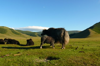Yaks in Khangai region, Mongolia ( Good Growth Company 2019).