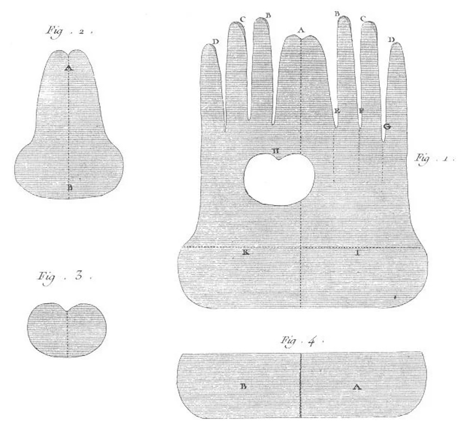Fig  5: Glove sewing pattern showing the double-hand construction with separate thumb piece (https://www.18thcenturynotebook.com/mens-leather-gloves)